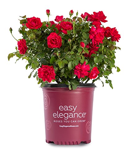 A potted rose bush with bright red roses and glossy green foliage, labeled 'Easy Elegance Roses You Can Grow'.