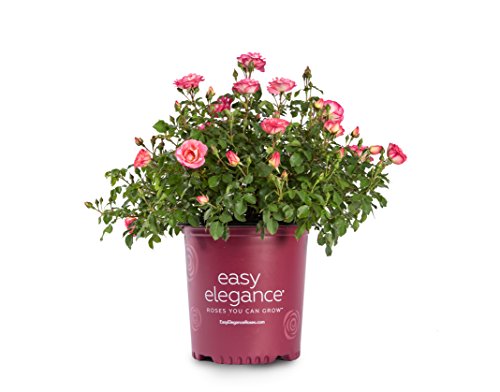 A potted rose bush with vibrant pink flowers and glossy green foliage, labeled 'Easy Elegance' and 'Sunrise Sunset'.