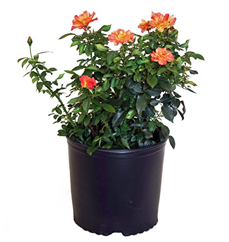 A potted rose bush with vibrant pink, orange, and yellow roses, and green foliage.