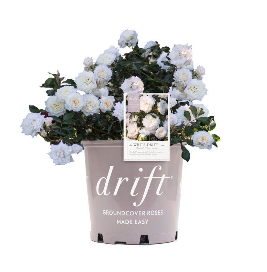 A potted rose bush with white flowers and green foliage, labeled 'DRIFTPROSES' on the pot.