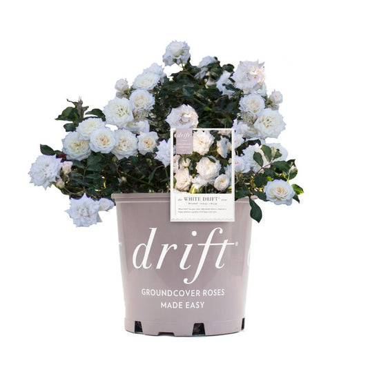 A potted rose bush with white flowers and green foliage, labeled 'DRIFTPROSES' on the pot.
