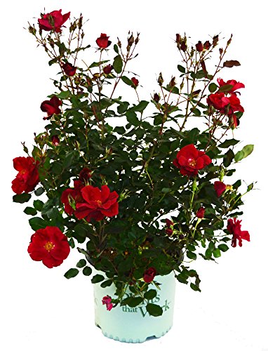 A potted rose plant with double red flowers and green foliage.