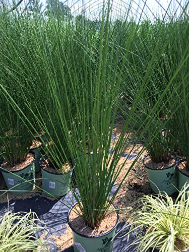 A potted soft rush plant (Juncus effusus) with green foliage, displayed in a garden center setting.
