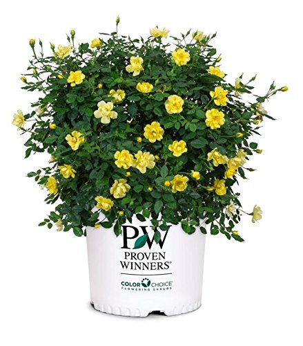 A potted yellow rose bush labeled with 'Proven Winners' brand.