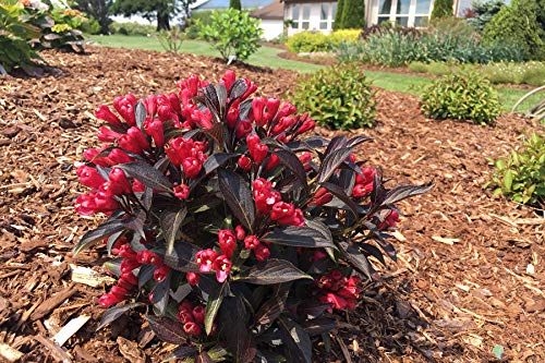 A red-flowered Weigela plant with dark green foliage, blooming in a garden setting.