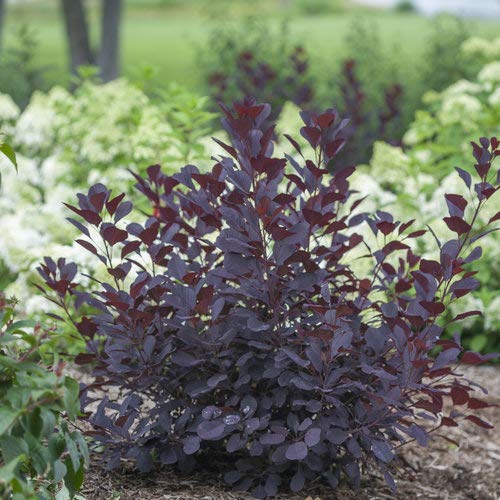 A shrub with dark purple to black foliage and pink flowers, likely a Smokebush, situated in a garden setting.