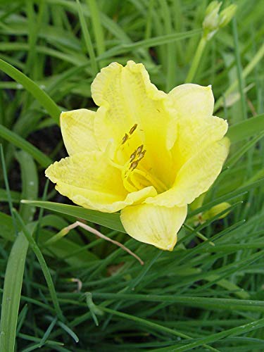 A single yellow daylily flower with green foliage in the background.