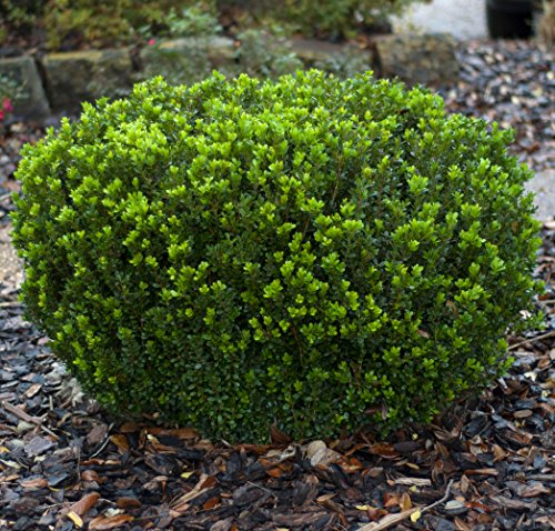 A small, green, compact boxwood planted in a garden setting with dark green foliage.