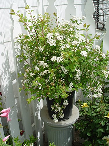 A spiraea plant with green foliage and white flowers, potted in a black container, placed on a round base, with another plant in the background.