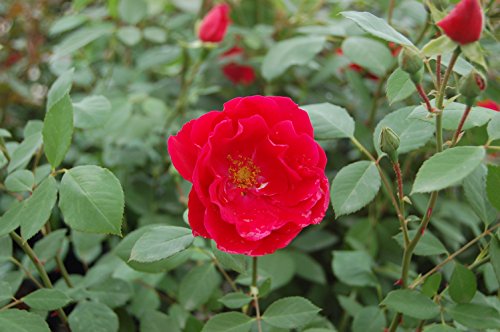A vibrant red climbing rose with green leaves, suitable for planting in full sun areas.
