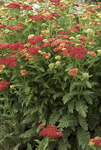 Achillea millefolium Strawberry Seduction