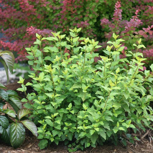 Additional product image of Tiny Wine® Gold Ninebark shrub displaying overall plant form and color