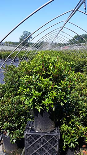 Additional view of Sprinter® Boxwood evergreen shrub