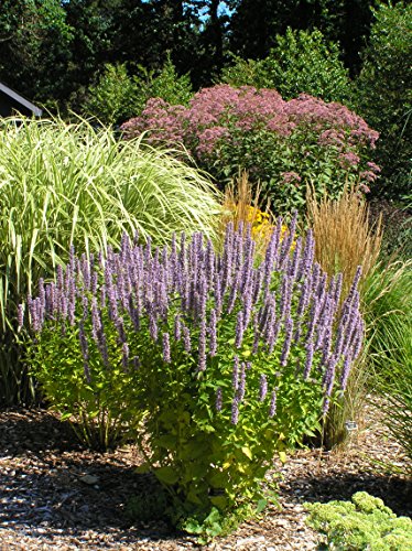 Agastache Blue Fortune violet-blue flower spikes on green foliage