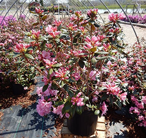 Aglo Rhododendron flowering in the garden