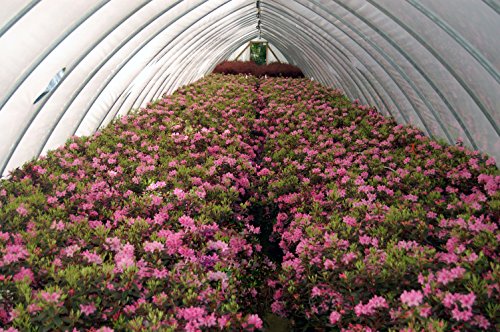 Aglo Rhododendron full of blooms
