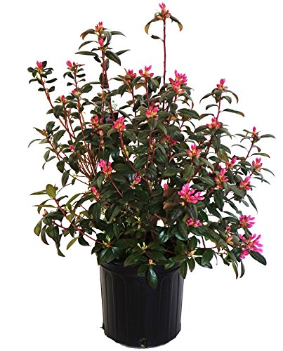 Aglo Rhododendron in black planter