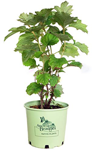 Alice Oakleaf Hydrangea in branded pot