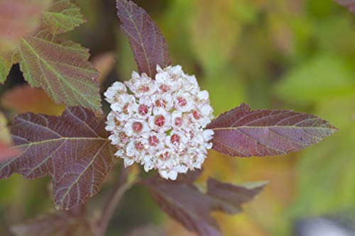 Amber Jubilee Ninebark flower close up