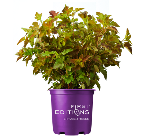 Amber Jubilee™ Ninebark in branded pot