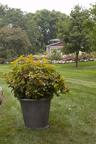 Amber Jubilee Ninebark in garden