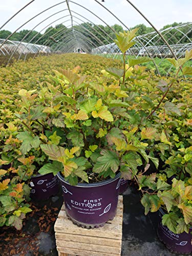 Amber Jubilee Ninebark in garden setting