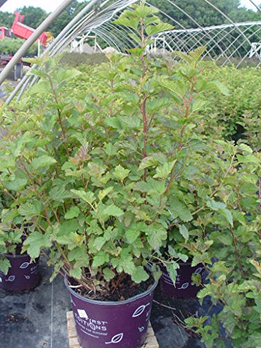 Amber Jubilee Ninebark shrub in trade pot