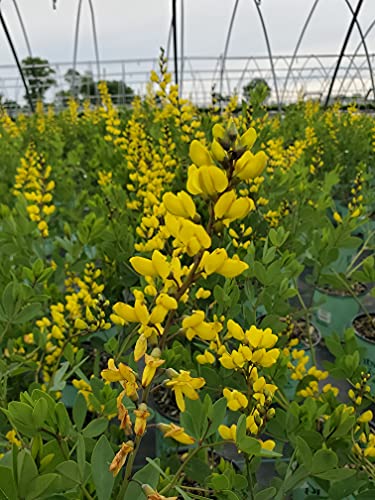 American Goldfinch False Indigo flower close up