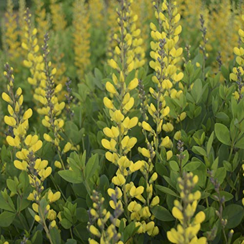 American Goldfinch False Indigo with yellow flower