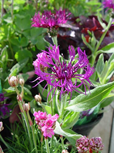 Amethyst Dream Bachelor Button flower focus