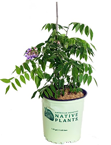 Amethyst Falls American Wisteria in branded pot