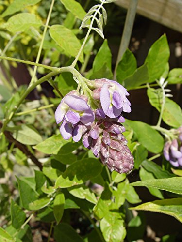 Amethyst Falls American Wisteria vine showing foliage and hanging purple blossoms.