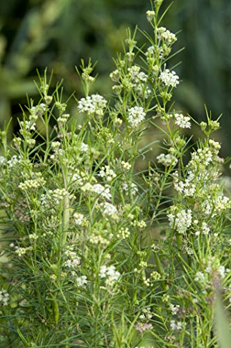 An image of Whorled Milkweed, showing green foliage and white flowers.
