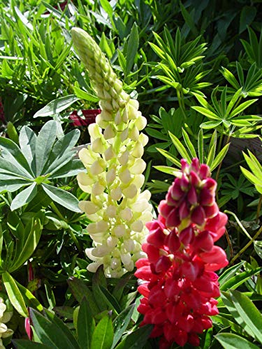 An image showing two lupine plants side by side, one with white flowers and one with red flowers, surrounded by green foliage.