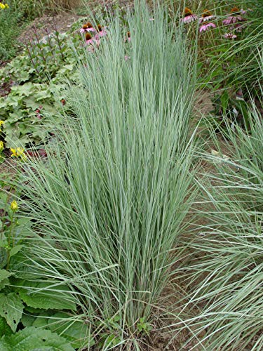 An upright plant with blue foliage, Schizachyrium 'standing ovation', in a garden setting, showing its spiky form and greens.
