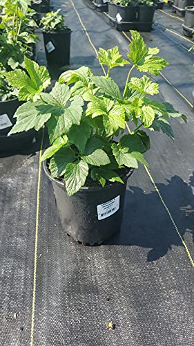 Anemone X Honorine Jobert