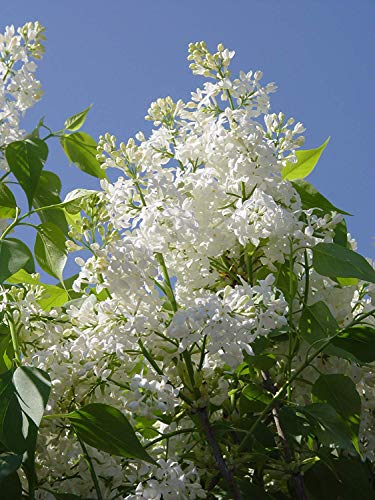 Angel White Lilac flowering