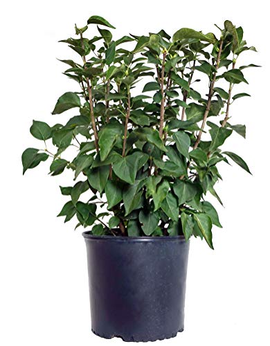 Angel White Lilac in pot