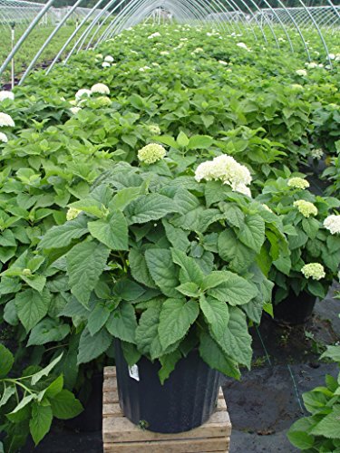 Annabelle Smooth Hydrangea blooming in nursery