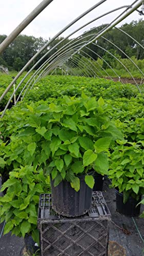 Annabelle Smooth Hydrangea bushy leaves in nursery