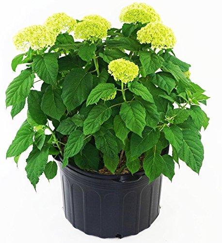 Annabelle Smooth Hydrangea in pot