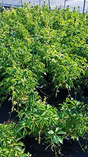 Another angle of Boston Ivy shrub in container