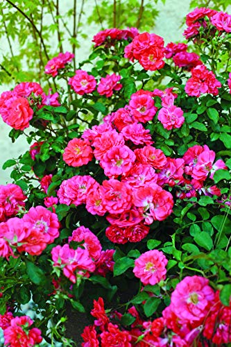 Another angle of the Coral Drift® rose showing overall plant shape, foliage, and flowers