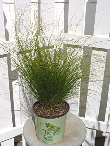 Appalachian Sedge in branded pot