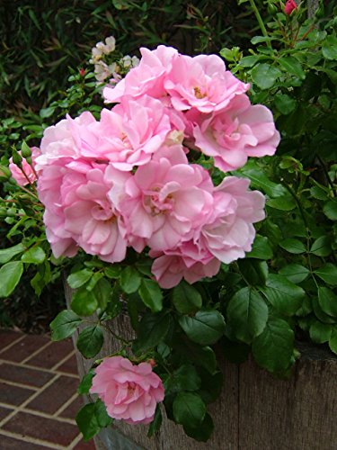 Apple Blossom Flower Carpet Rose plant with pink blooms and green leaves. 