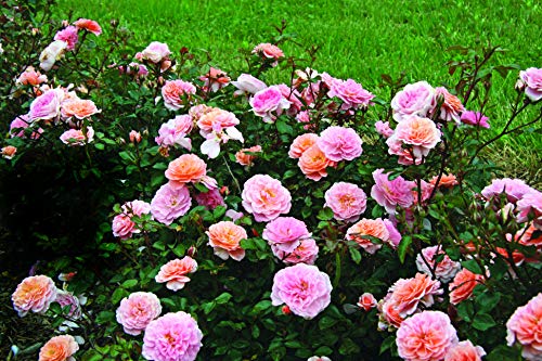 Apricot Drift® Rose full plant view illustrating spreading groundcover habit and abundant blooms
