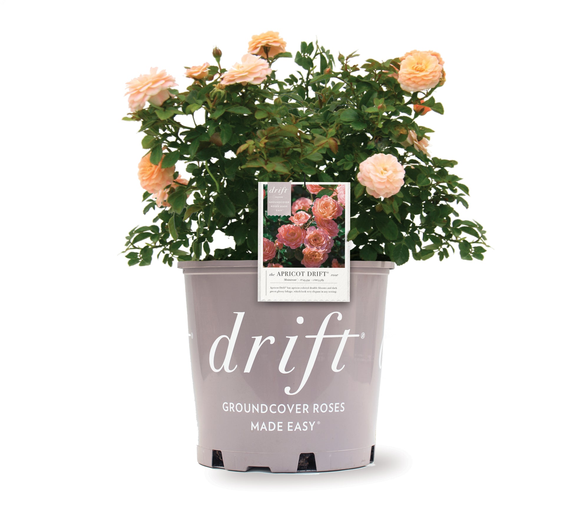 Apricot Drift® Rose in branded pot