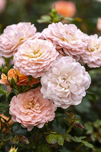 Apricot Drift® Rose plant in a nursery container showing glossy dark green foliage and apricot double blooms