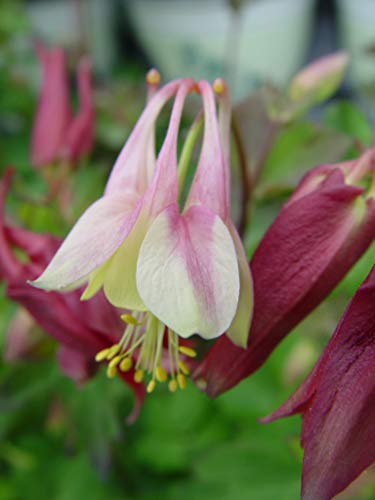 Aquilegia can. Little Lanterns