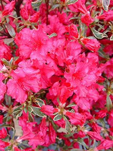 Arctic Rose Azalea full of blooms